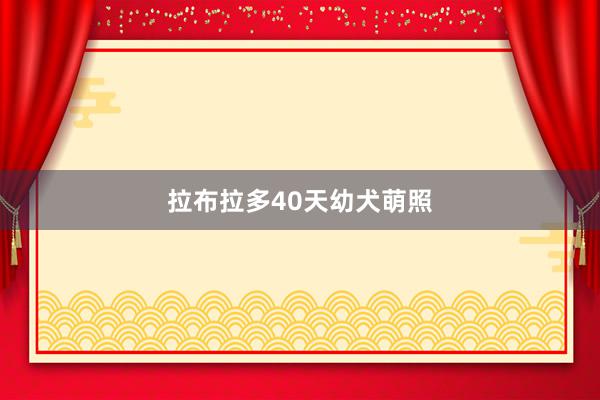 拉布拉多40天幼犬萌照