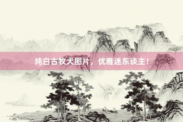 纯白古牧犬图片，优雅迷东谈主！